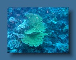 Helengeli 315